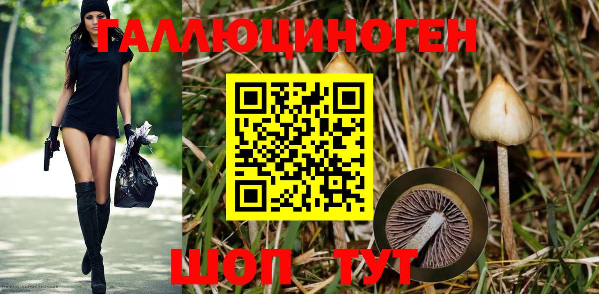 Псилоцибиновые грибы Cubensis Майкоп